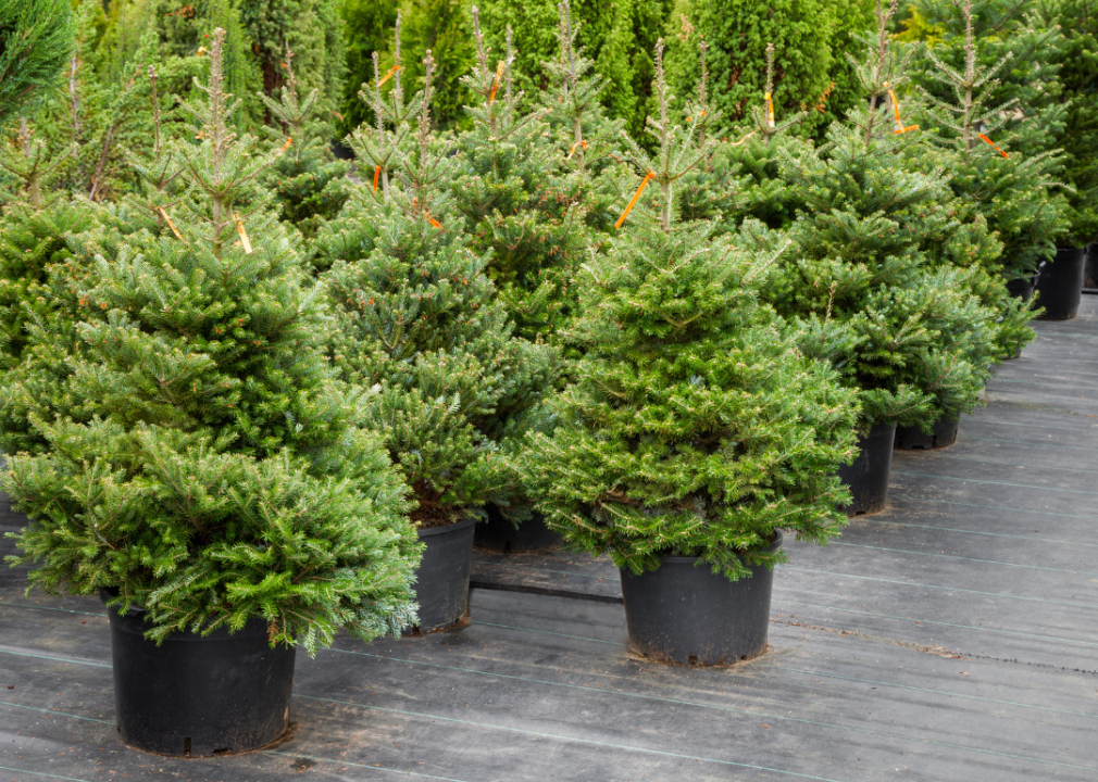 Christmas trees in pots.