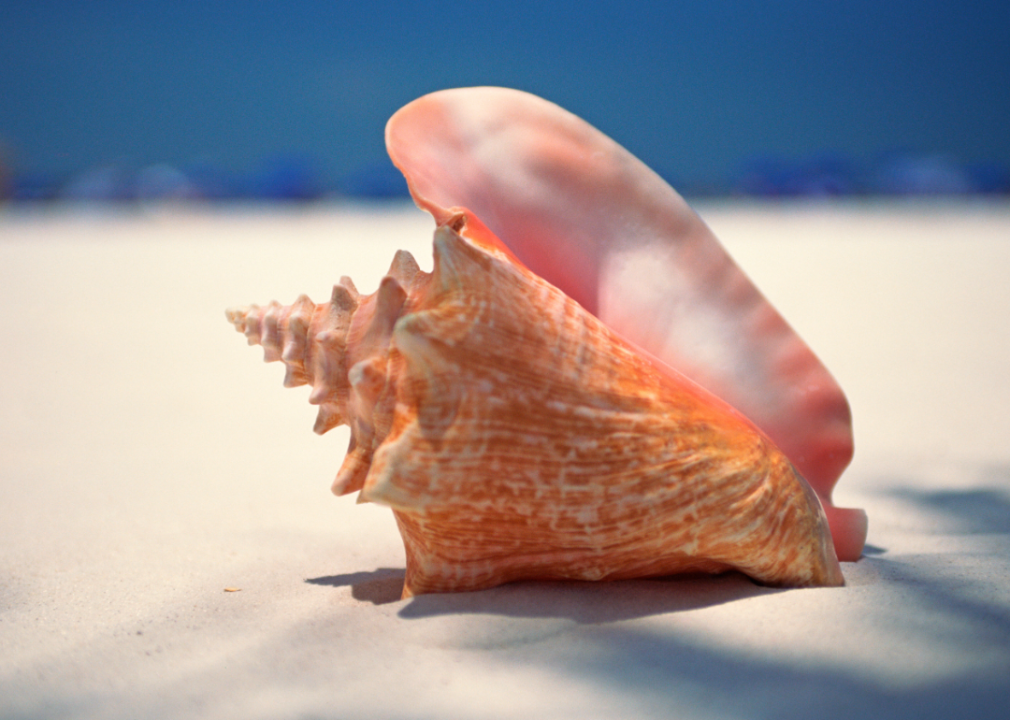 A conch shell on a beach.