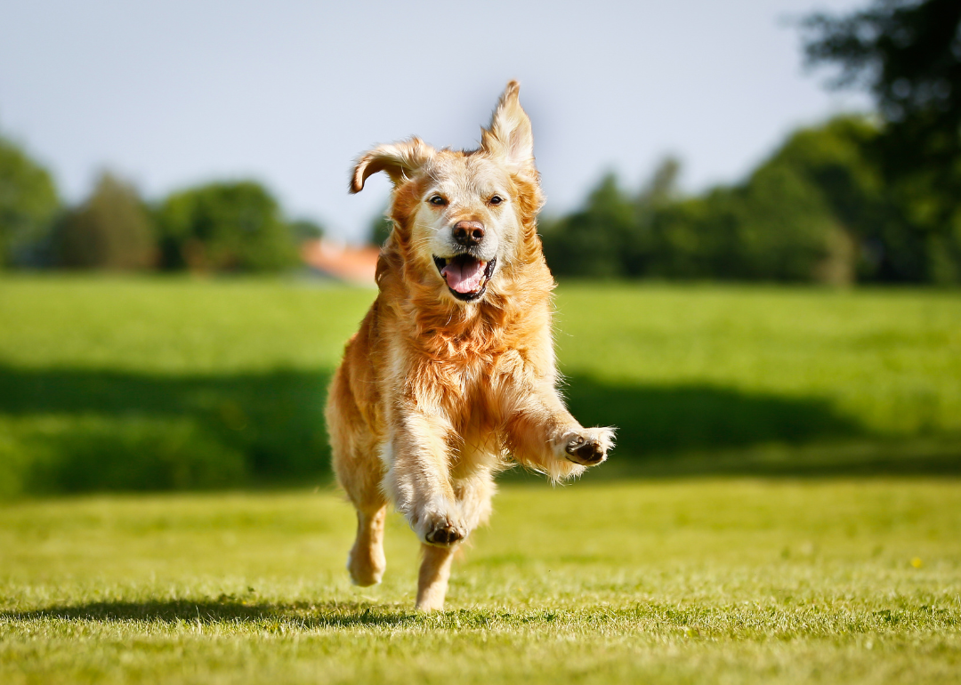 A golden retriever running in the grass.