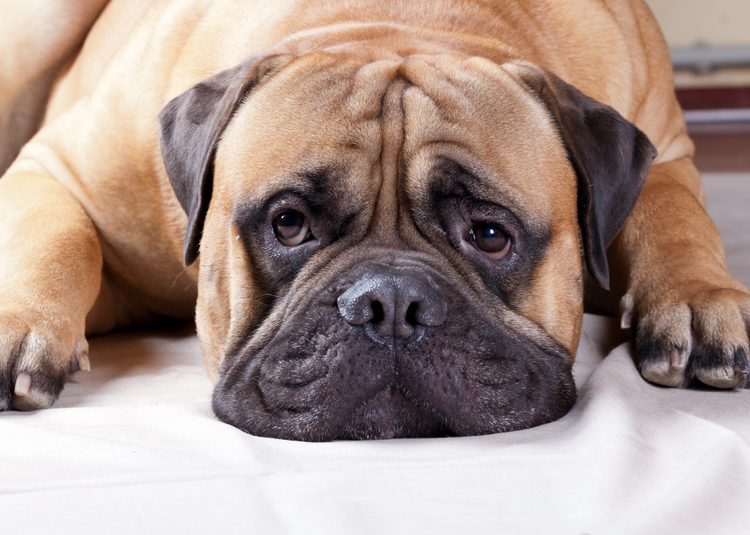 A large brown dog with his face on the floor.