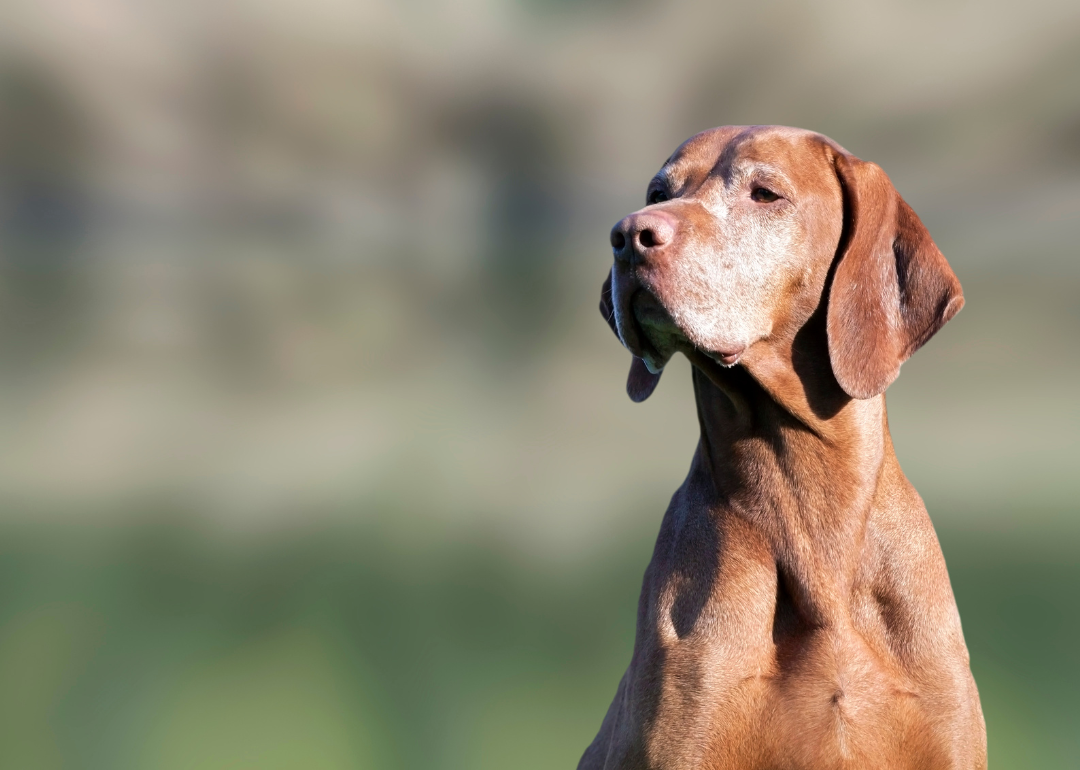 An older brown dog with white on his face.