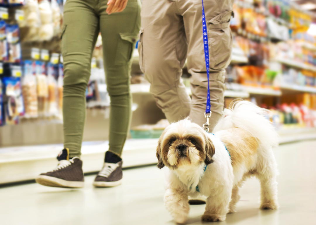 Two people with a small white dog on a leash in a pet store.
