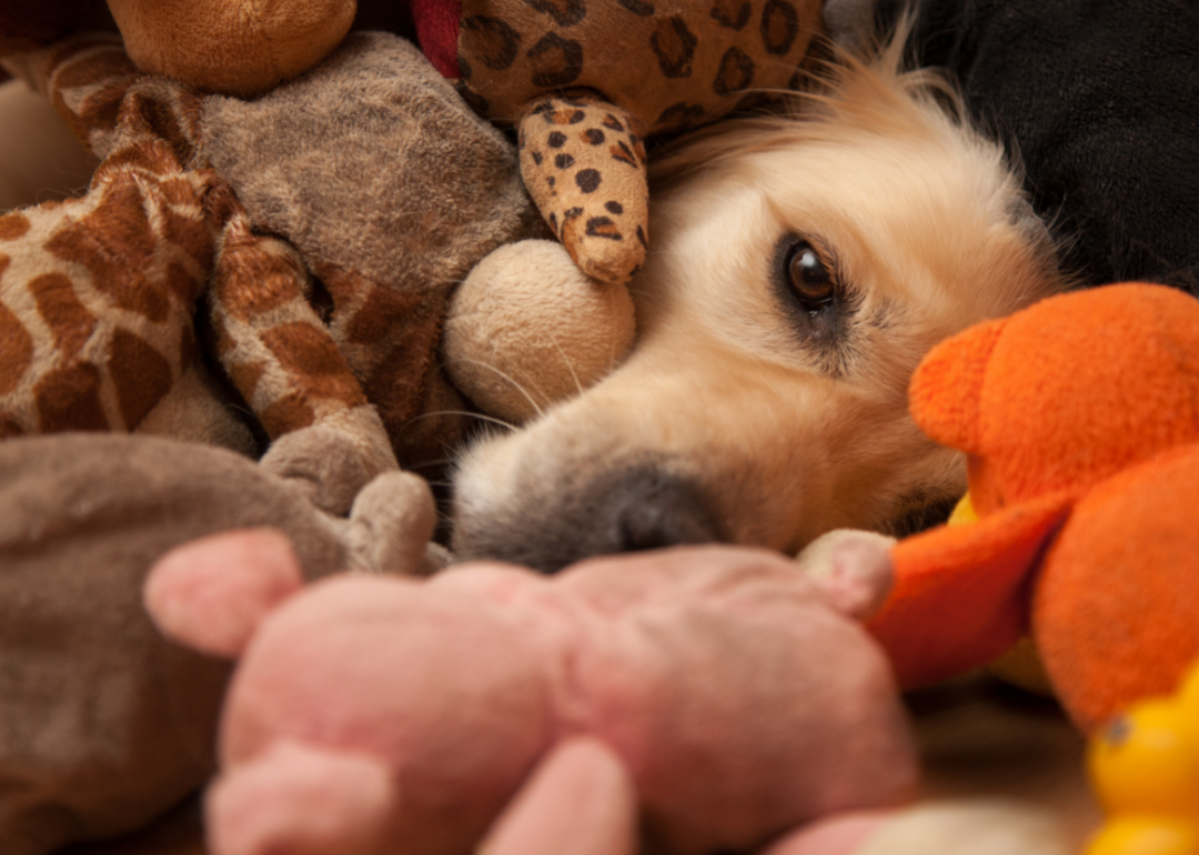 A dog resting amid a pile of stuffed toys.