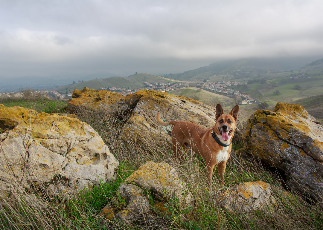 A brown dog in the hills.
