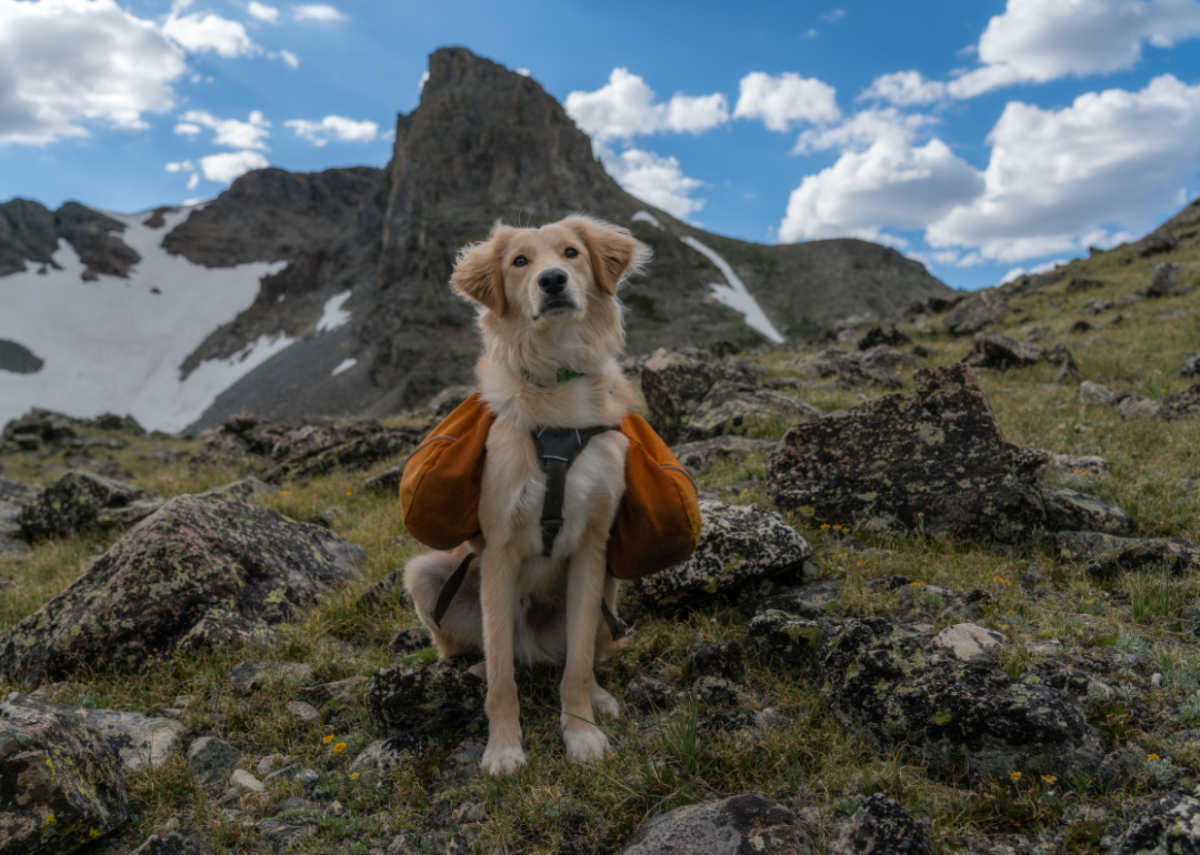 A brown dog wearing saddle bags in the mountains.