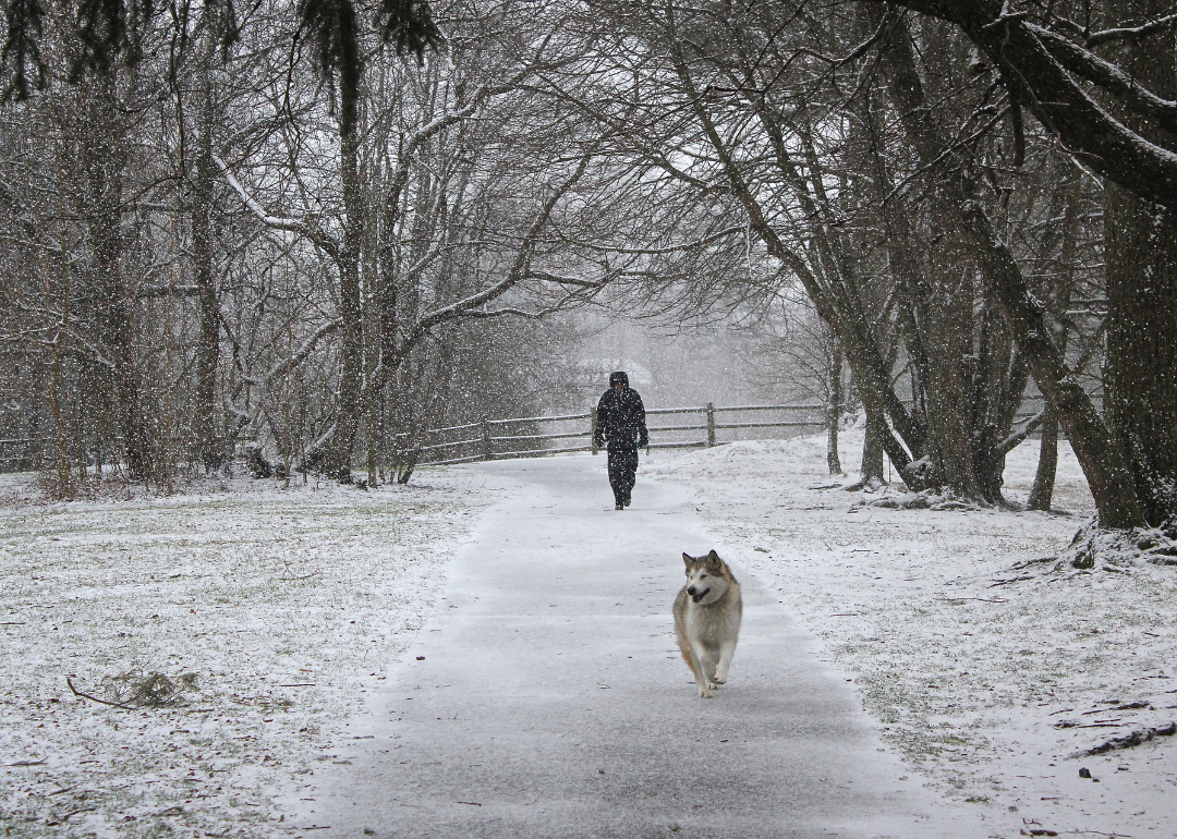 A person walking with a husky in the snow.