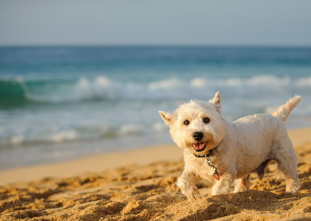 A small white dog running on the beach.