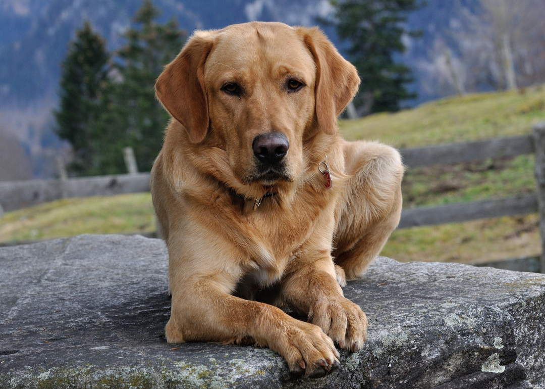 A brown Labrador sitting on a rock with mountains in the background.