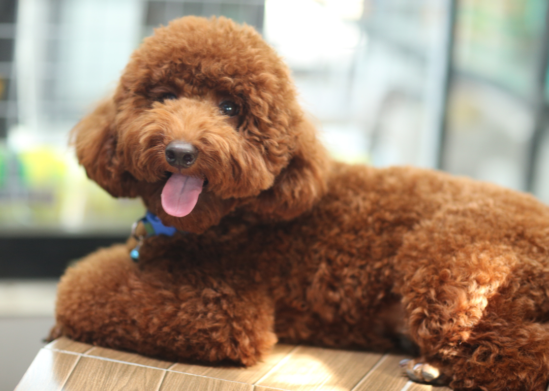 A small brown poodle.
