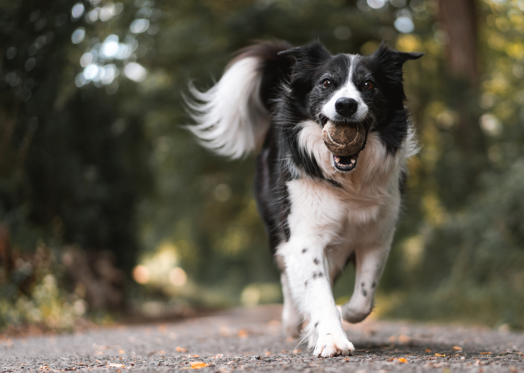 A black-and-white dog running with a ball in its mouth.