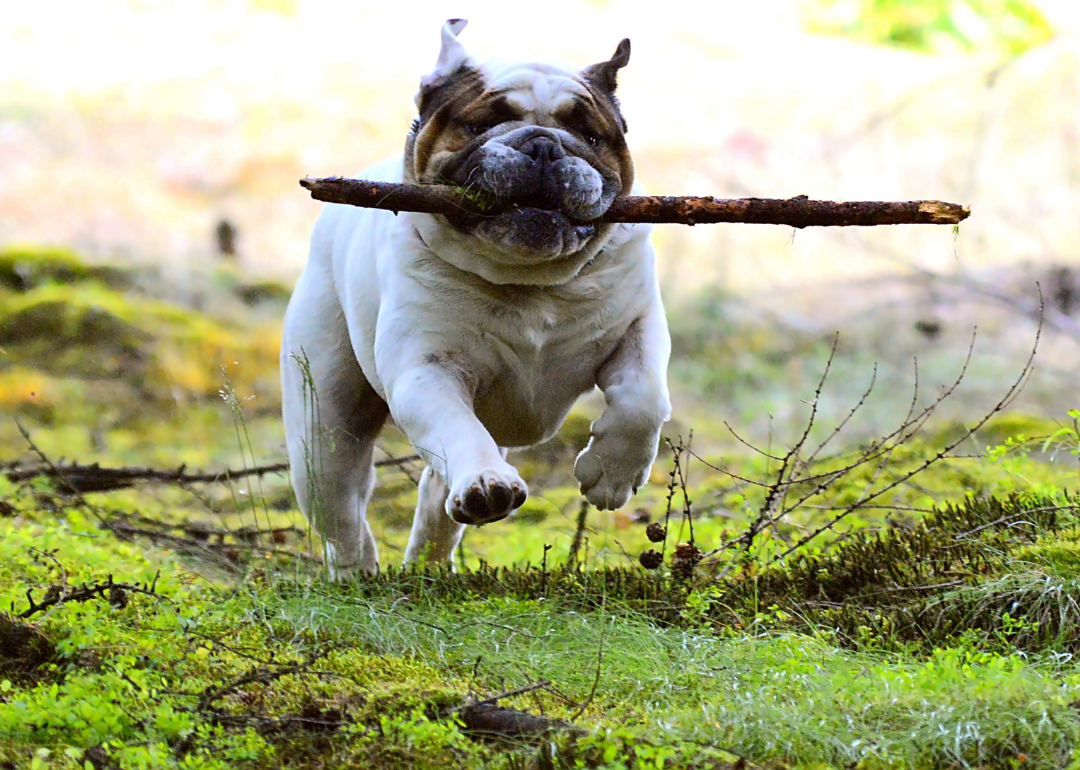 A white-and-brown bulldog running with a stick.