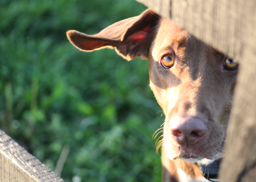 A brown Labrador looking through a fence.