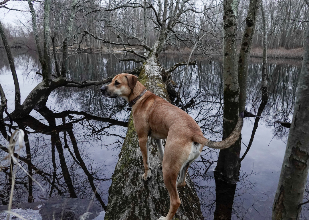 A brown dog on a fallen tree over the river.