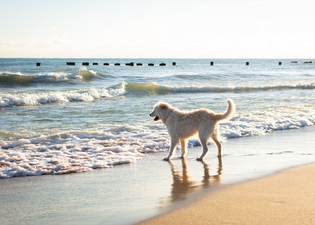 A white furry dog on the beach at Lake Michigan.