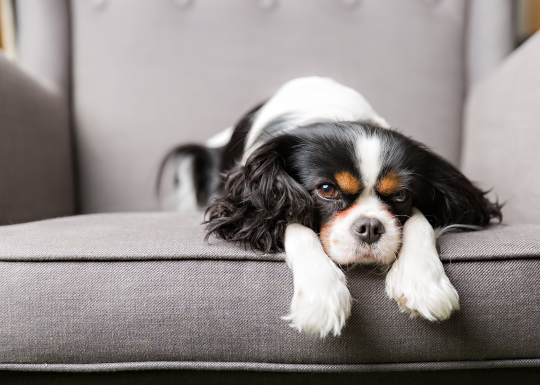 A small black-and-white King Charles spaniel on a gray chair.