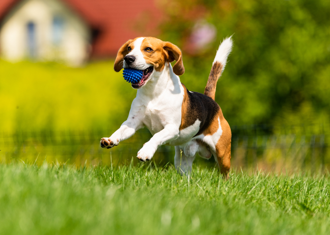 A beagle running in the grass with a blue ball.