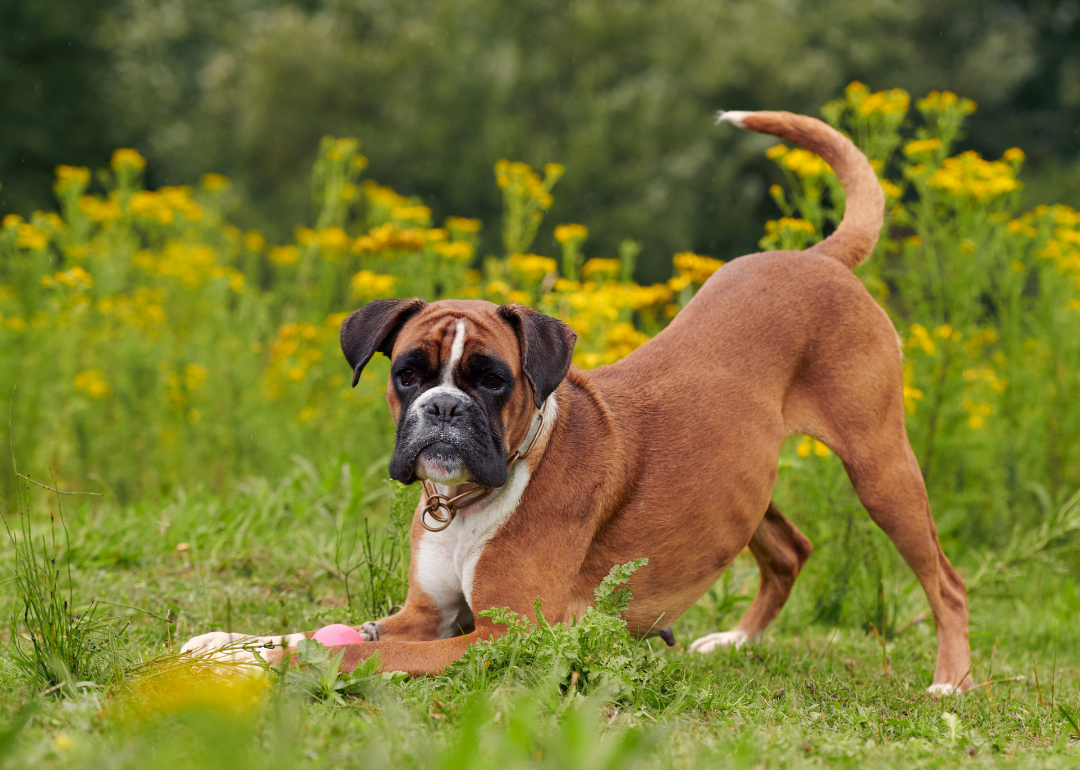 A boxer dog kneeling down to get a ball.