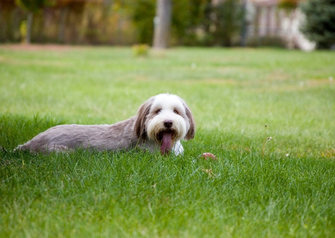A gray-and-white bearded collie lying in the grass.