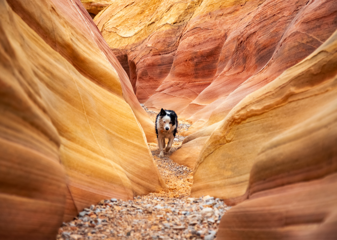 A black-and-white dog running through a Redstone Canyon.