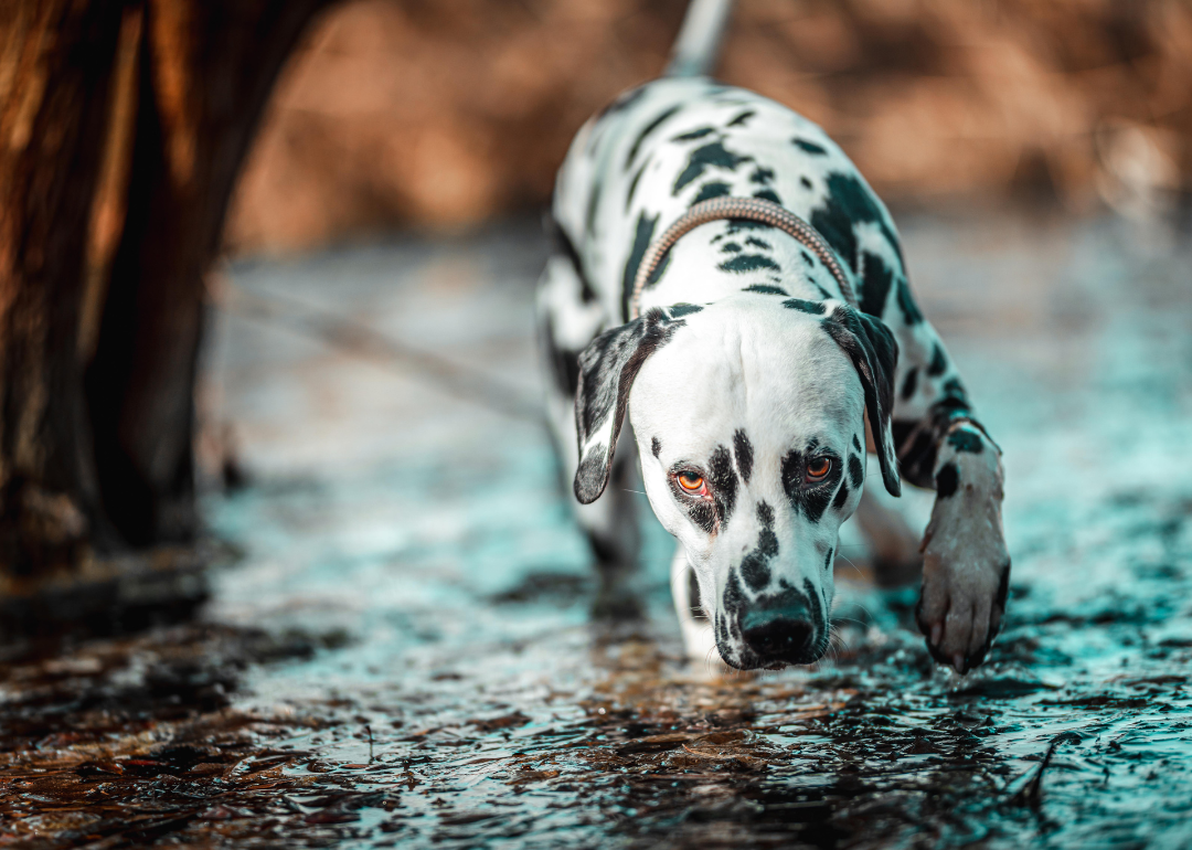 A dalmatian drinking water in the river.