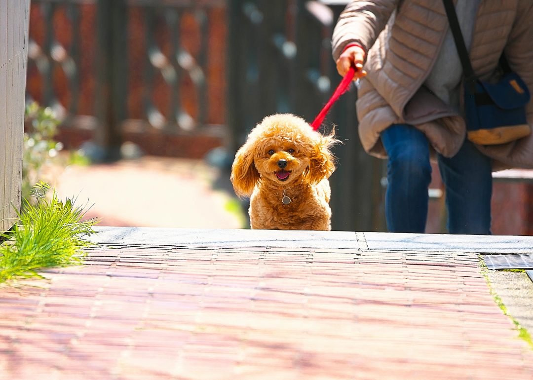 A person walking a small brown fluffy dog.