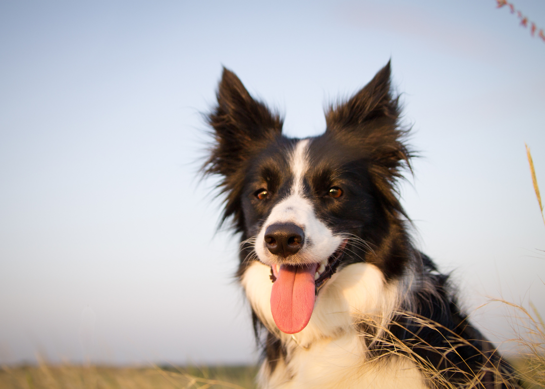 A black-and-white border collie in a field.