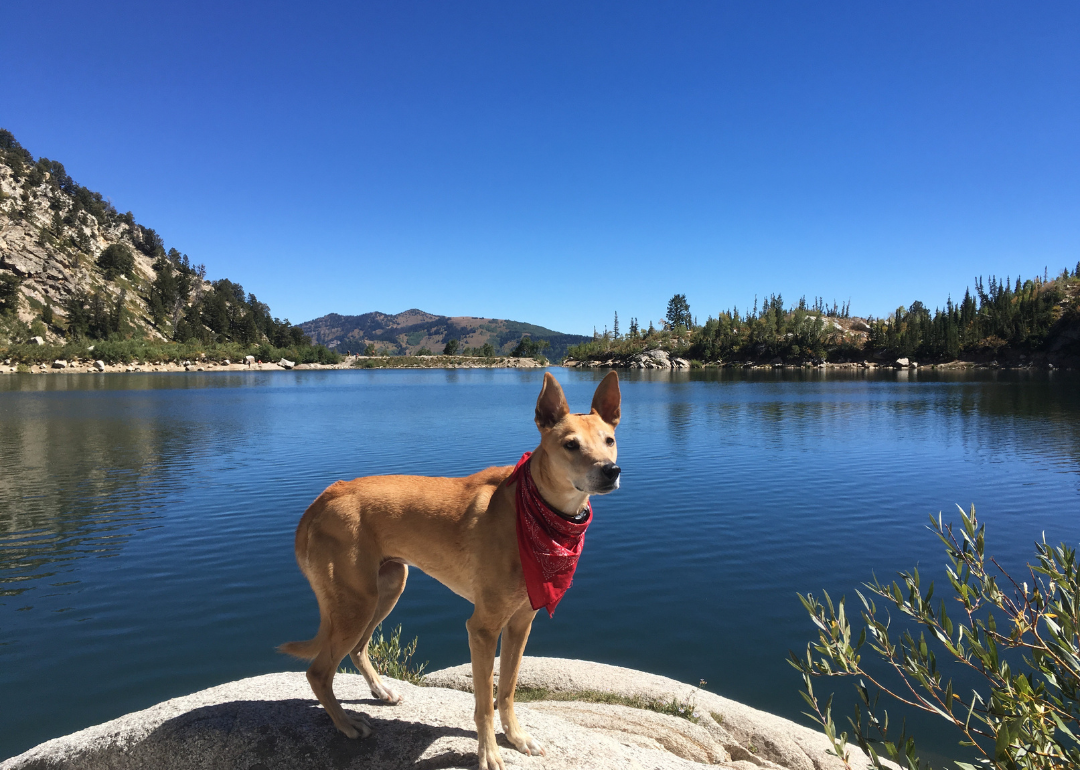 A brown dog in a red bandanna in front of a lake.