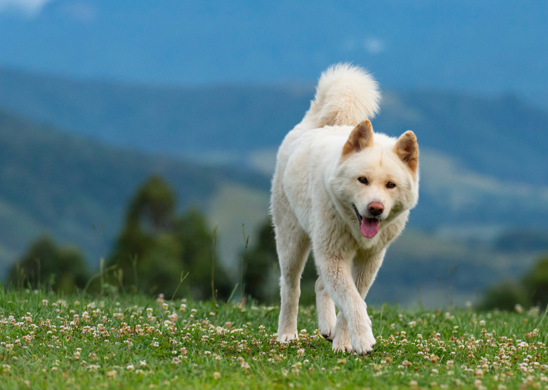 A white akita dog in the hills.