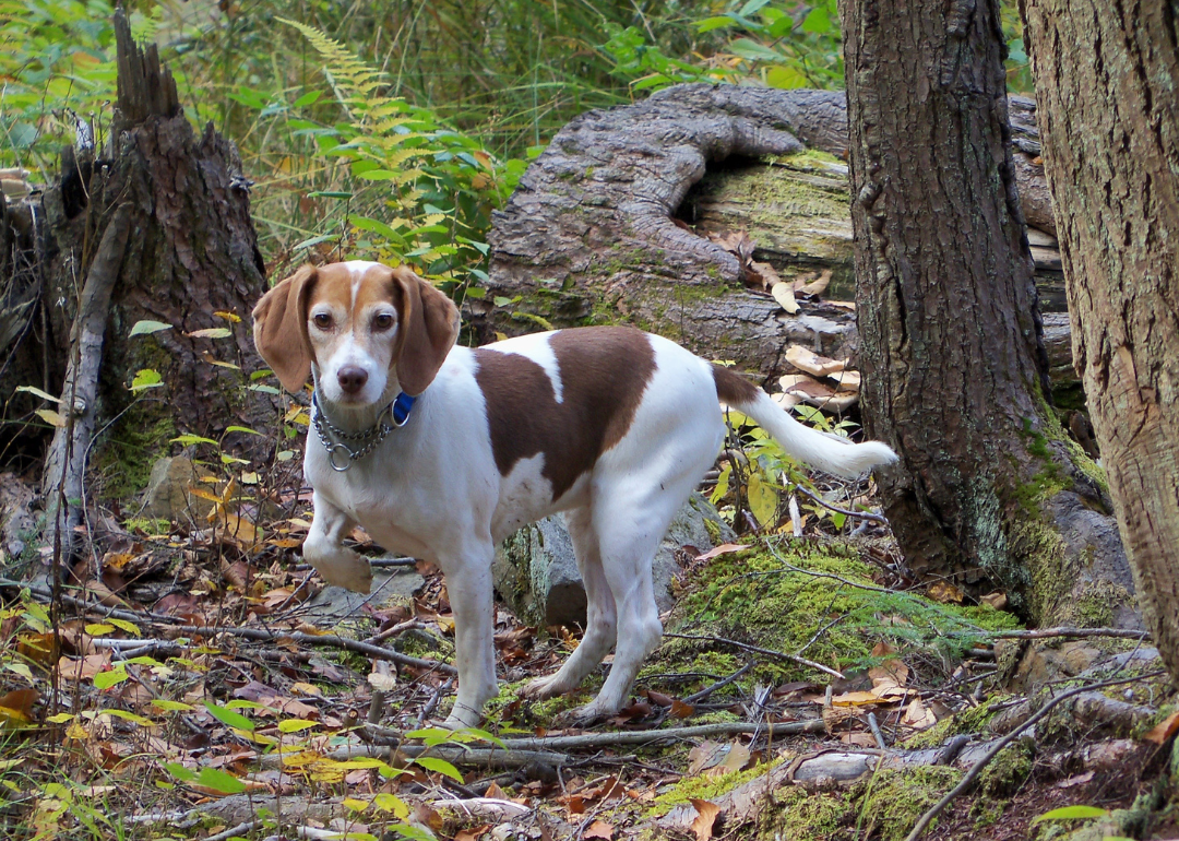 A brown-and-white dog in the forest.