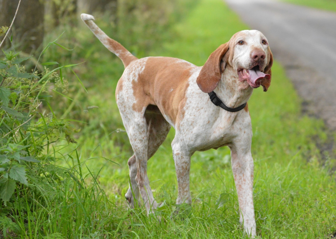 A brown-and-white hound dog.