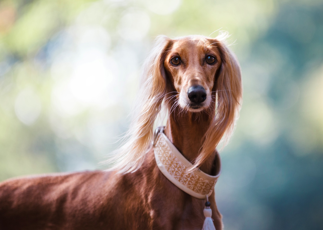 A small brown dog.