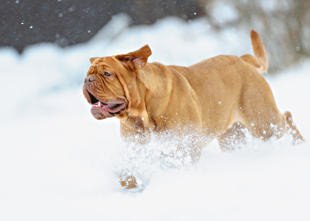 A large brown Bordeaux dog running in the snow.