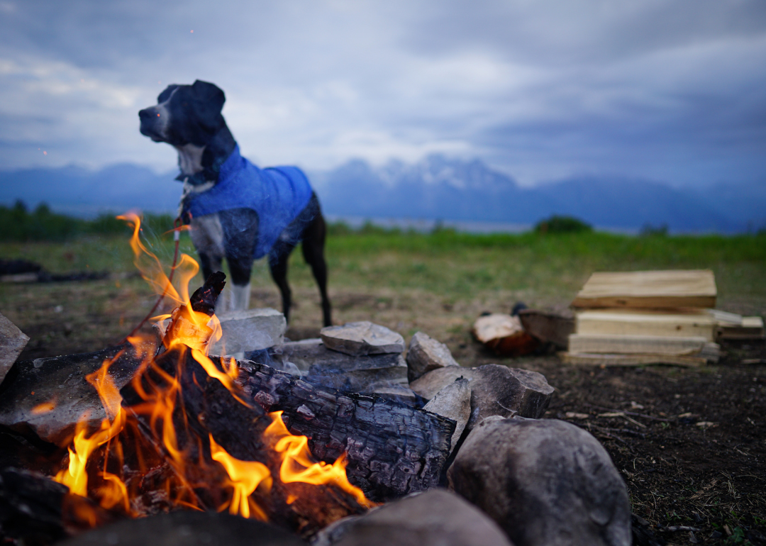 A black-and-white dog wearing a blue coat in front of a campfire with mountains in the background.