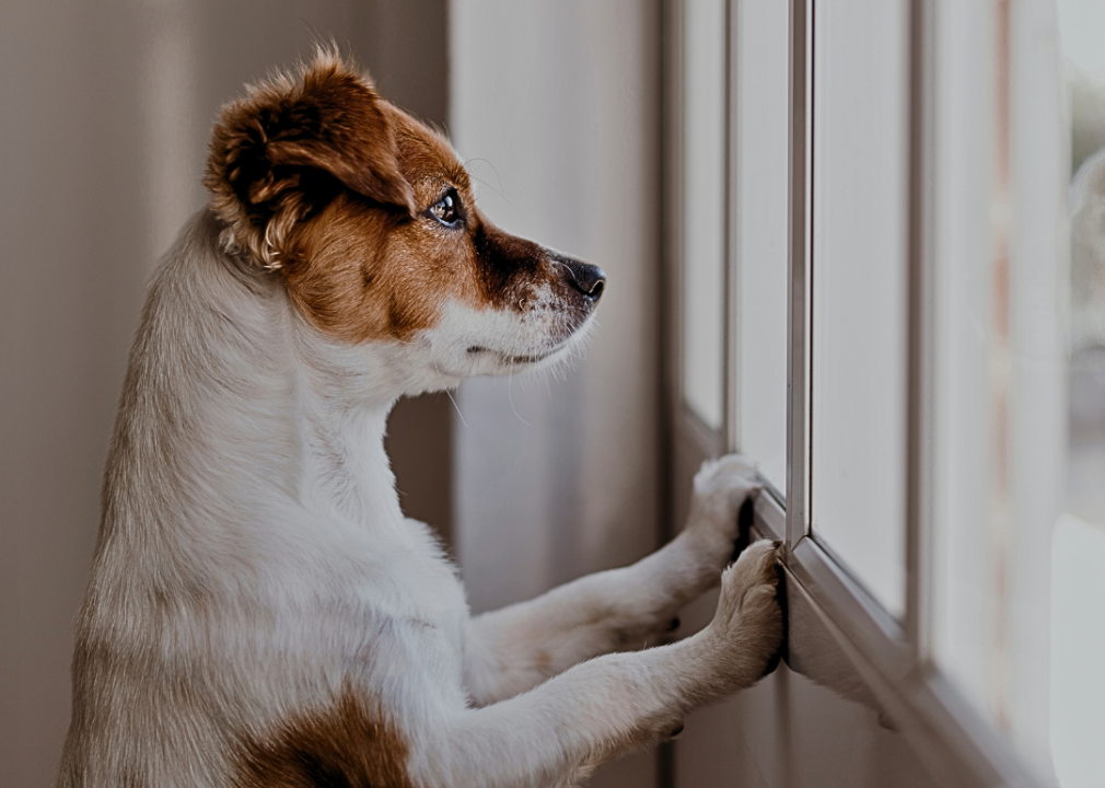 A closeup of a brown and white dog looking out the window. 