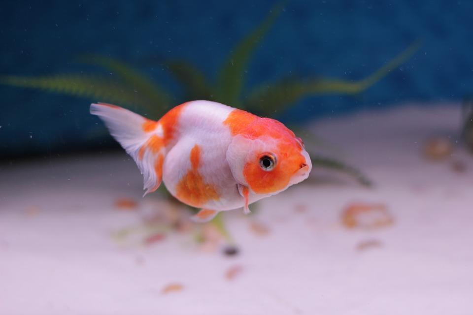 30 Popular Science Myths Debunked » Domestic Goldfish Aquarium Lion Head Freshwater 2285528