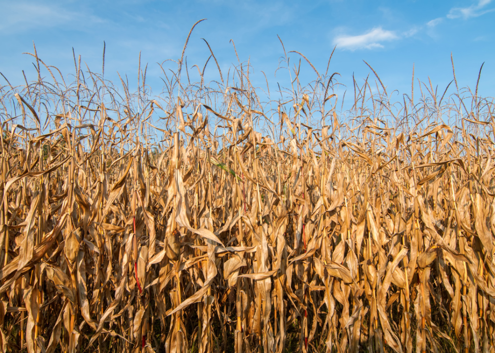 Dried corn stalks. 