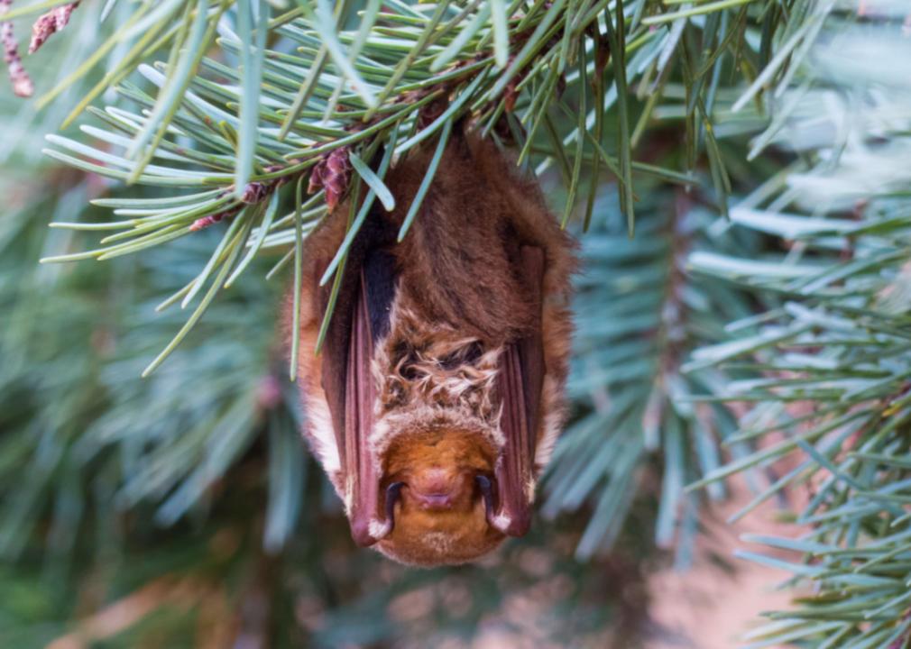 An Eastern red bat hanging on a pine tree.