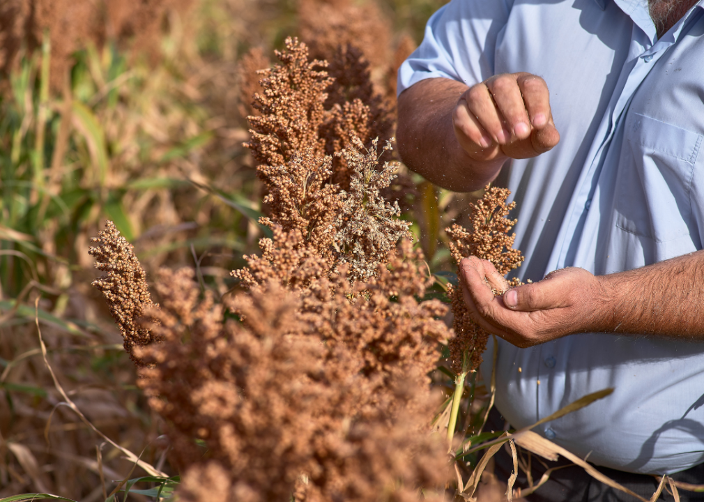 Farmer examining seeds, close up of a hand. 