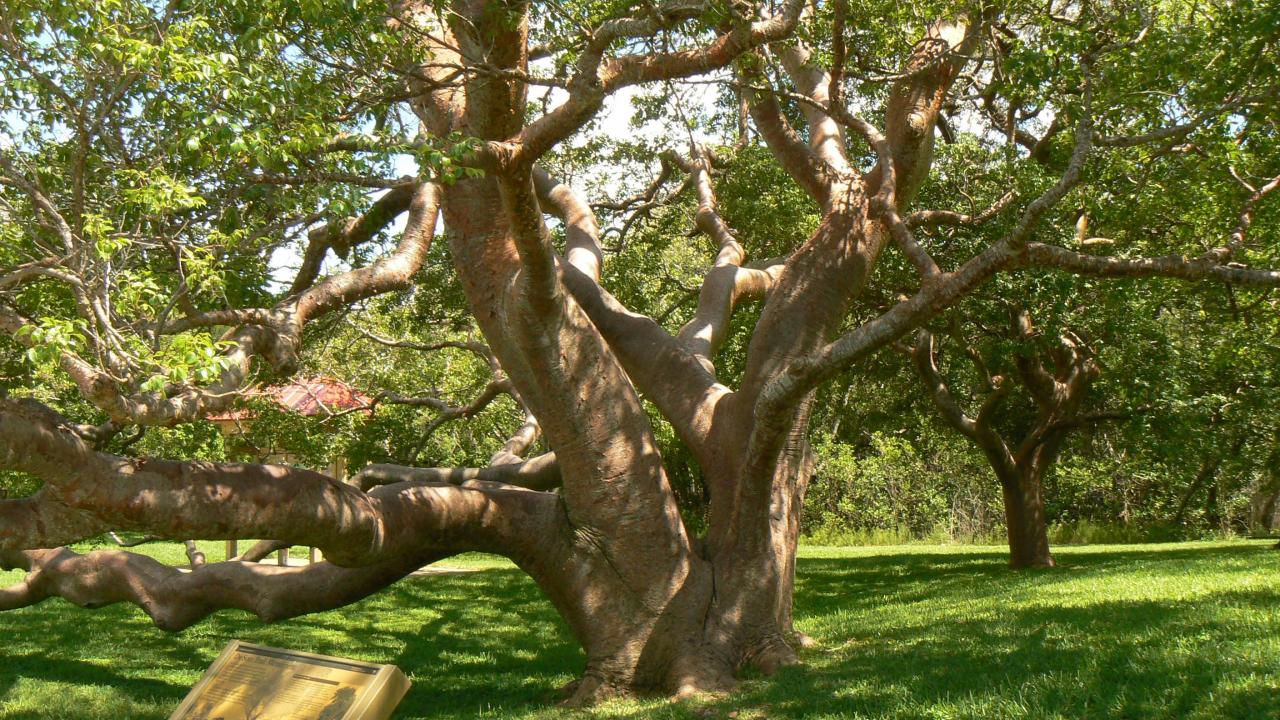 30 Popular Science Myths Debunked » Gumbo Limbo Tree DeSoto National Monument
