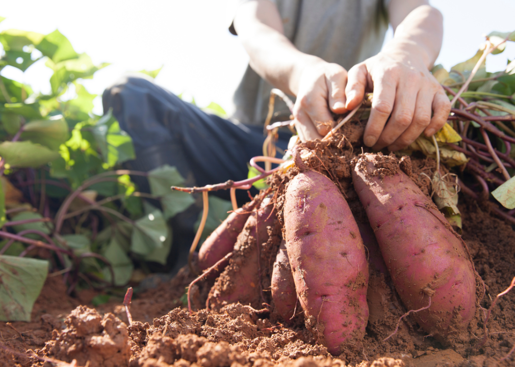 A person picking sweet potatoes from the ground. 
