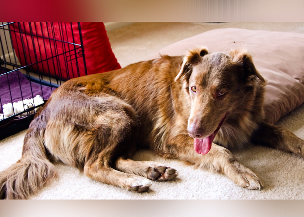 Michigan: Humane Society of Huron Valley