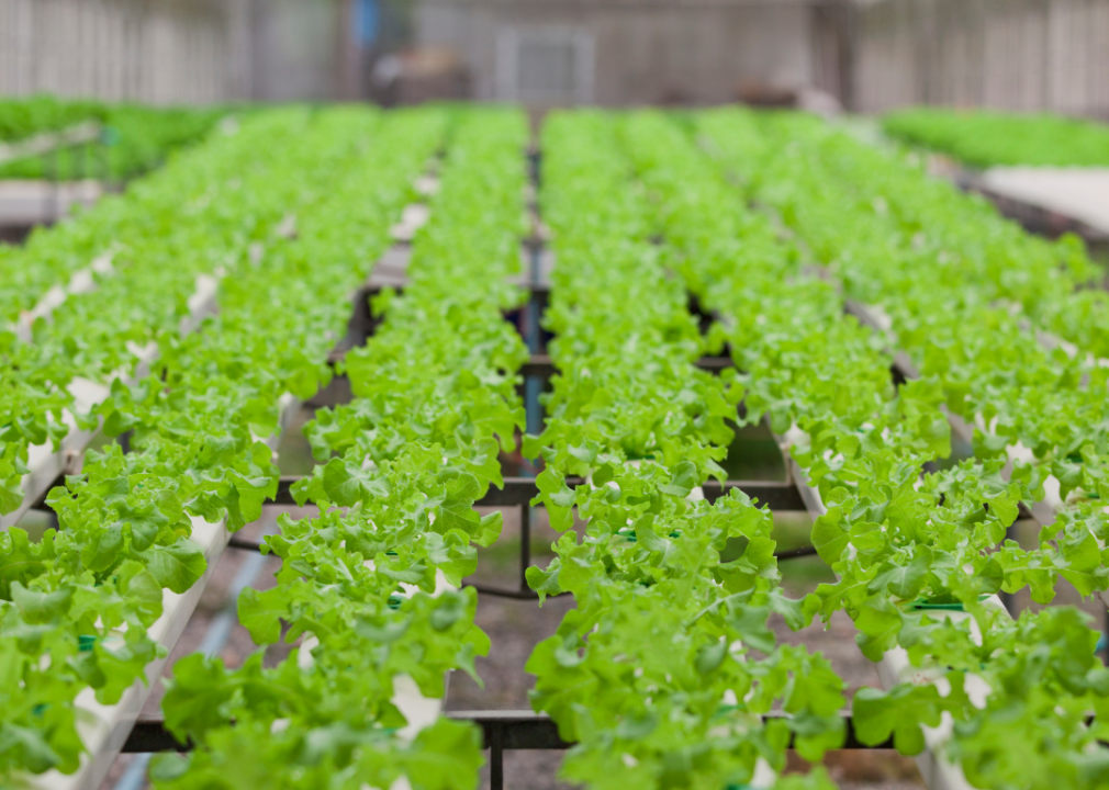 A row of lettuce growing in a greenhouse. 