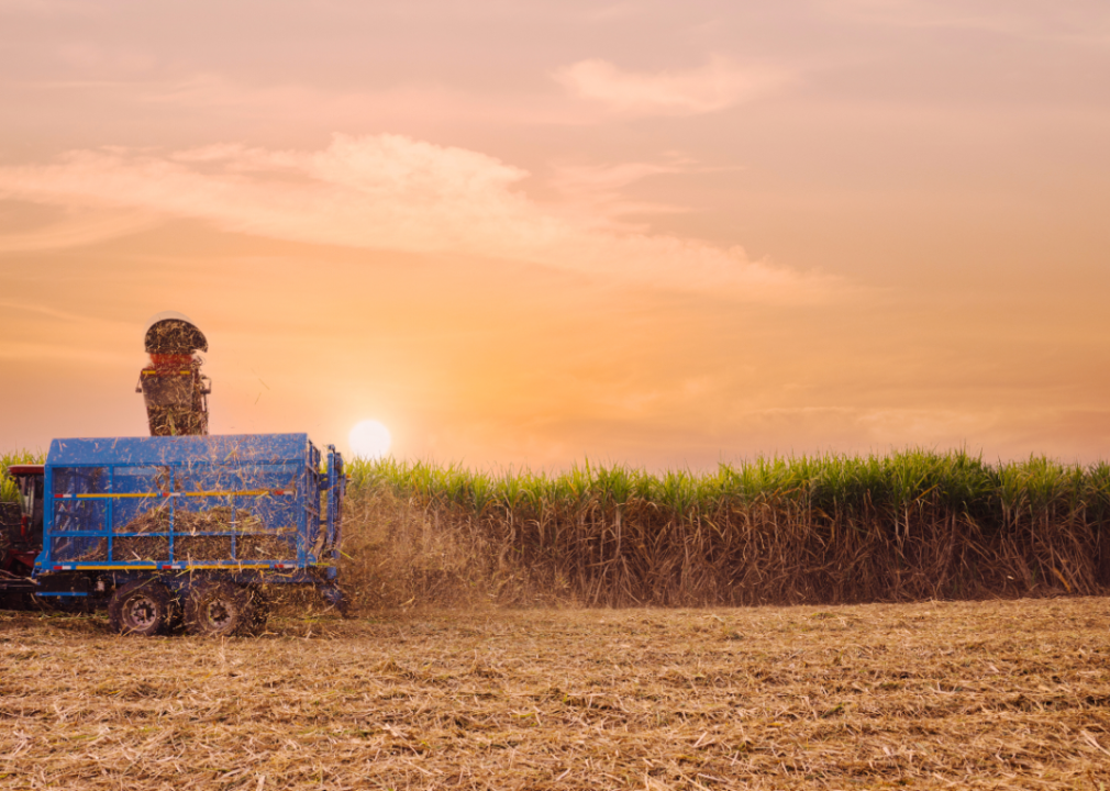 A truck harvesting sugarcane.