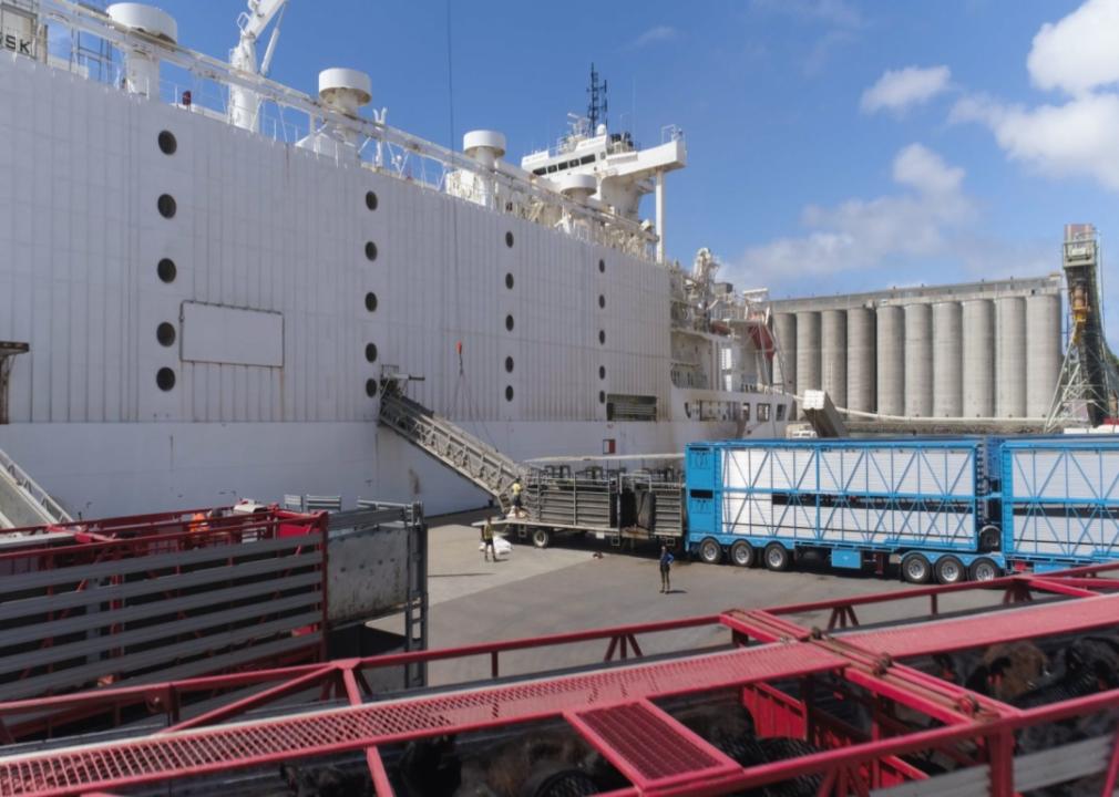 A trailer lined up to load cattle onto a livestock ship.