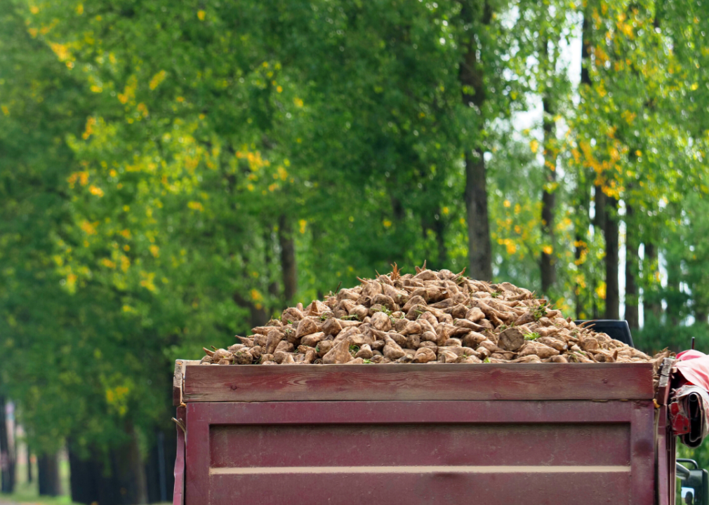 A truckload of sugar beets.