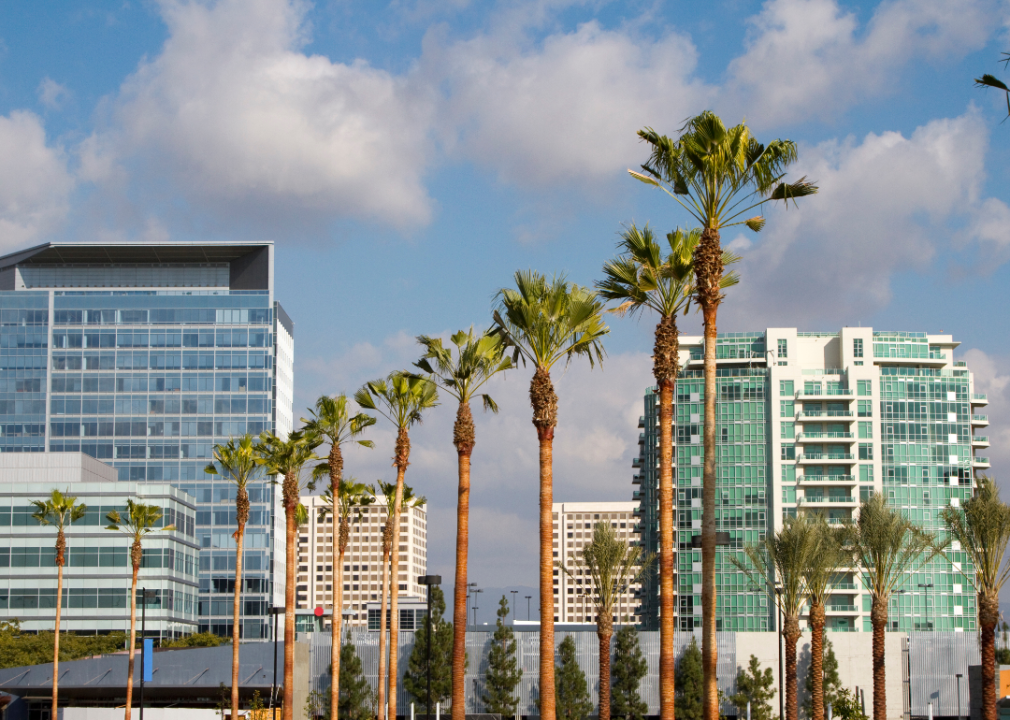 A row of palm trees in front of commercial buildings in downtown Irvine.