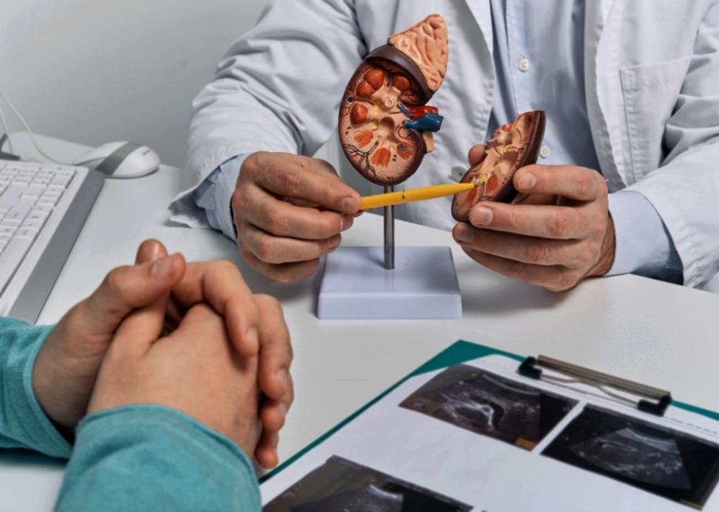 A medical professional in a white coat holds a kidney model while addressing a person seated across from them. Using a pointer, the doctor highlights specific parts of the model, which is mounted on a stand.