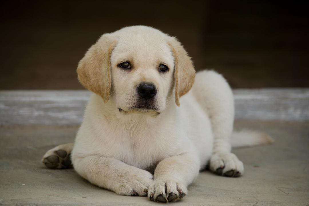 30 touching photos of America's #1 dog breed: the labrador