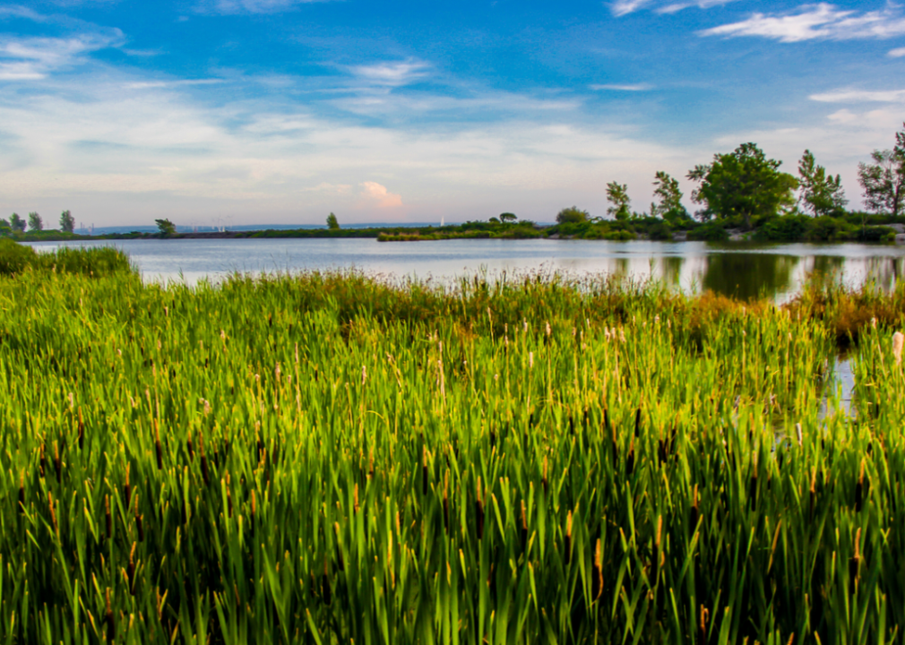 Green plants in the water on Lake Erie.