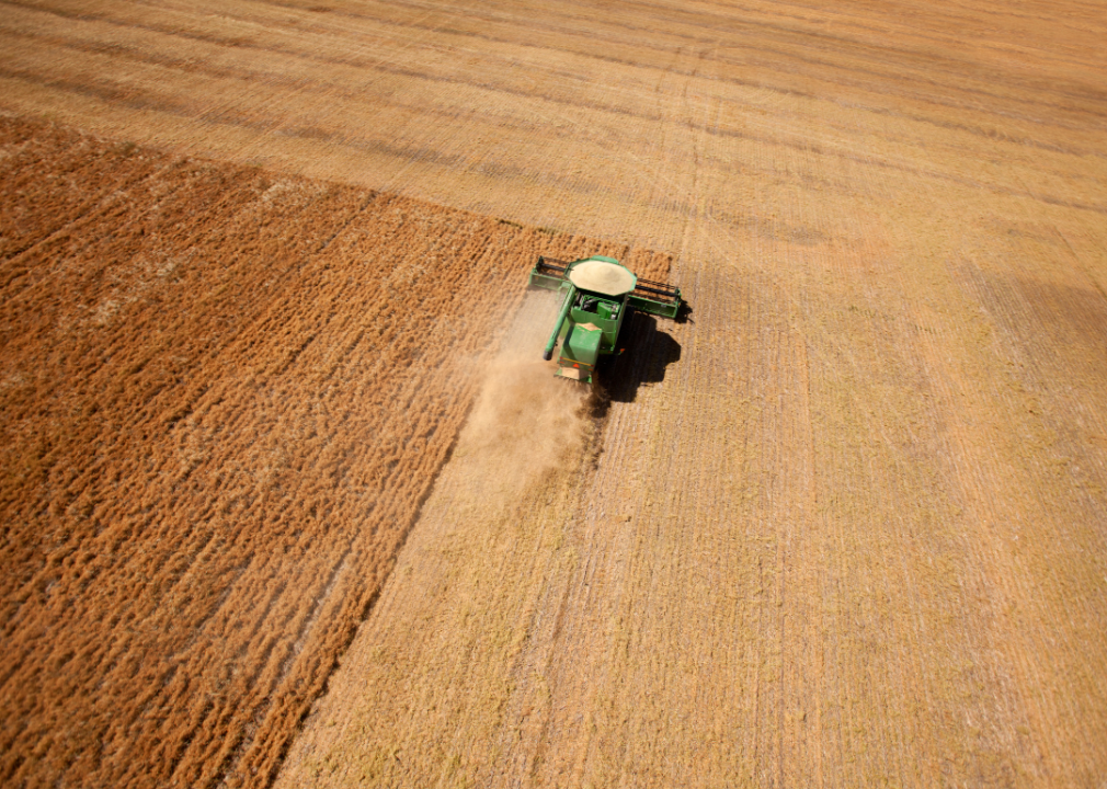 Harvester machinery harvesting lentils.